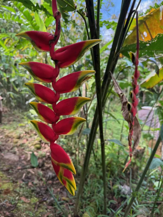 Red heliconia flowers among tropical leaves