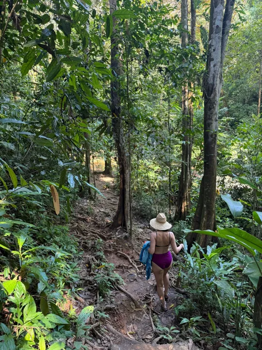 Hiker walking down a shaded rainforest path