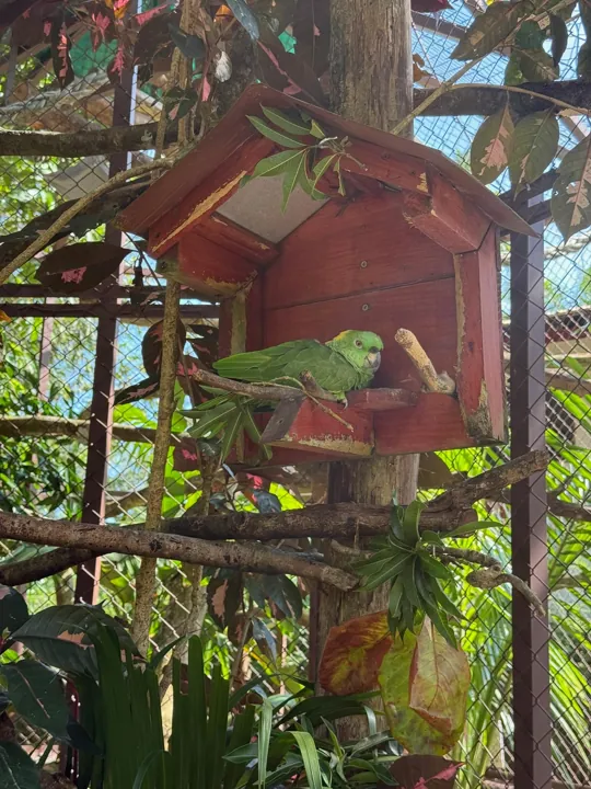 Green iguana resting beside a wooden birdhouse