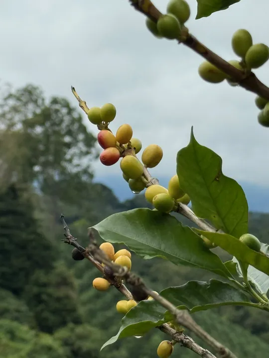 Coffee cherries growing along a leafy branch