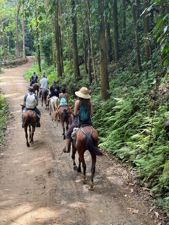 Horseback riders following a forest trail