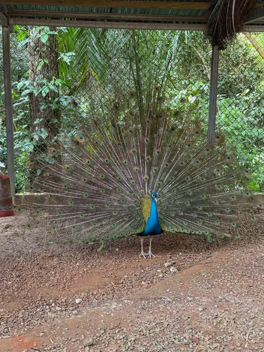 Peacock displaying its tail feathers in a garden