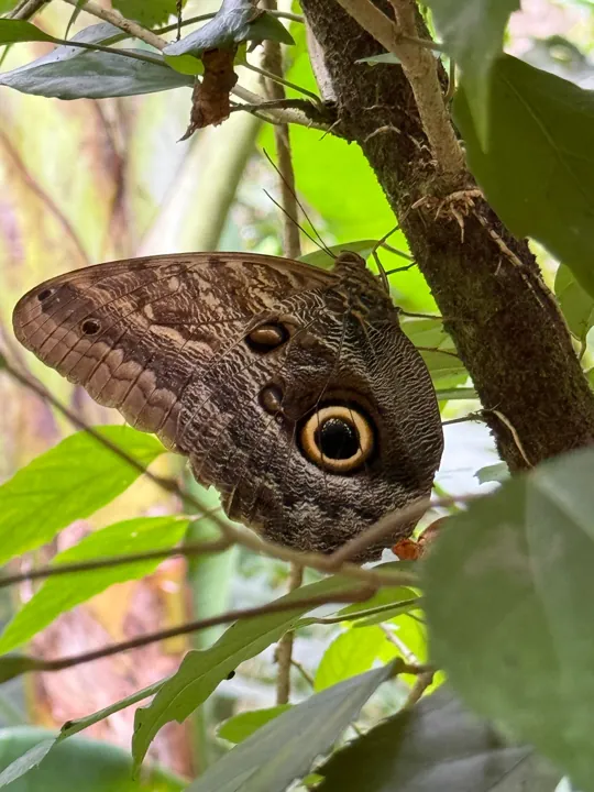 Brown butterfly with an eyespot resting on a plant