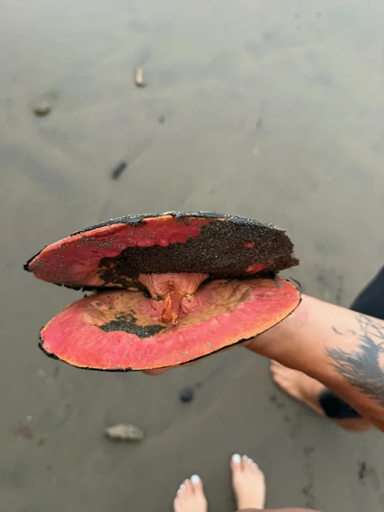 Butterflies feeding on a slice of watermelon held in a hand