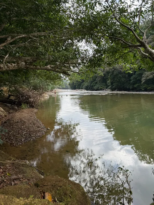 Quiet river bordered by overhanging trees