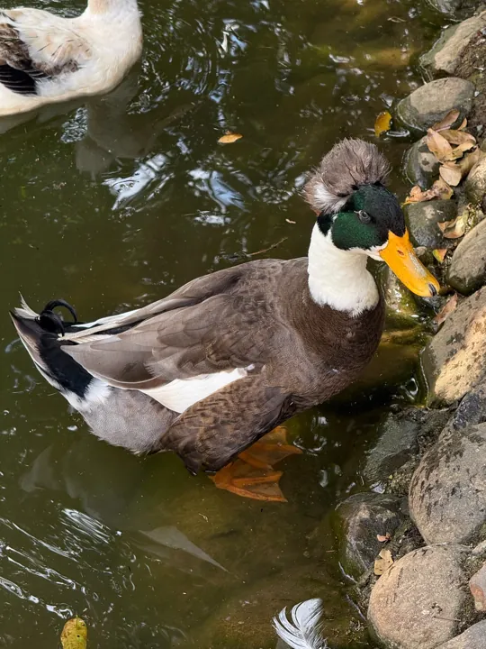 Ducks swimming beside a rocky pond edge