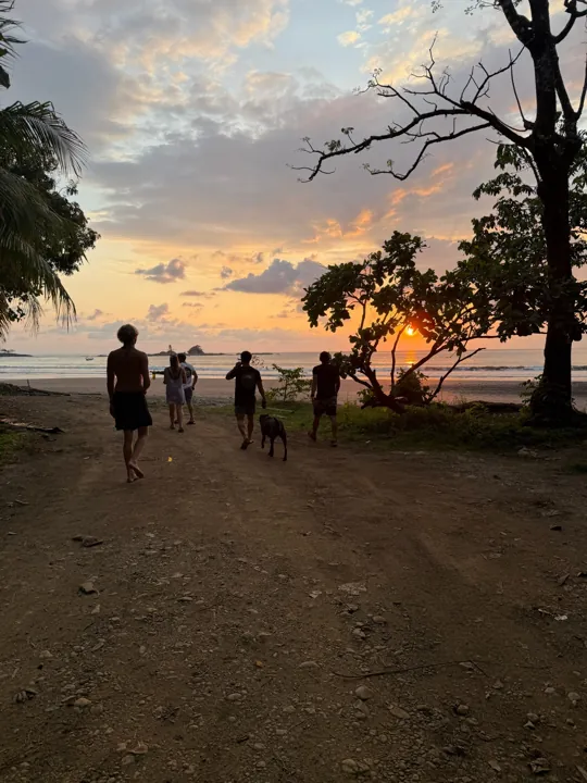 People walking beneath beach trees at sunset