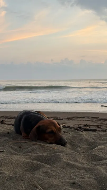 Dog resting in the sand beside the ocean