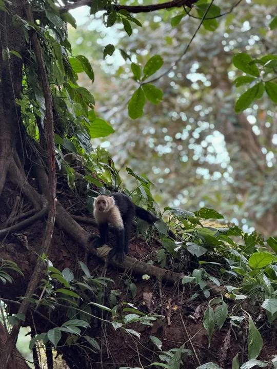 White-faced monkey resting among tree roots