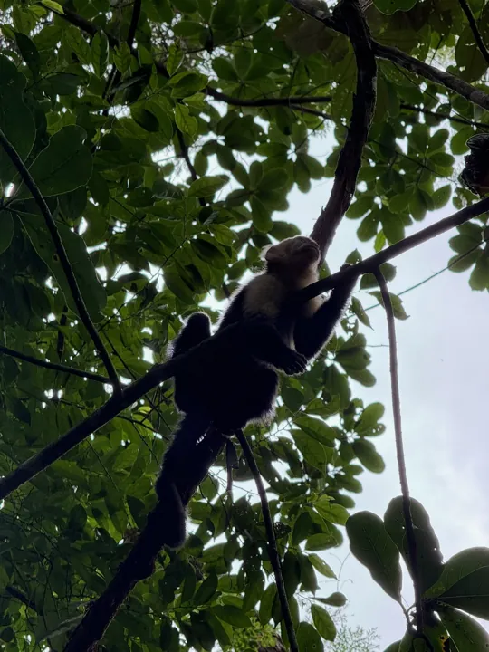 Monkey climbing through the forest canopy