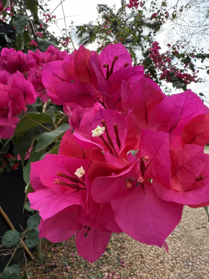 Tropical color in bloom
