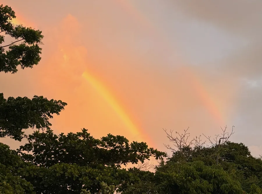 A rainbow over the trees