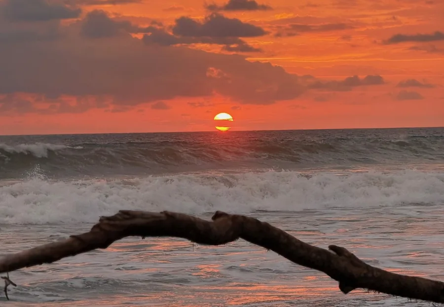 Sunset through the driftwood