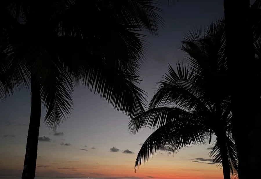 Evening beneath the palms